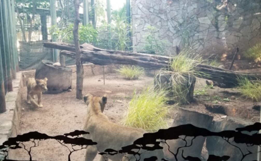Llega pareja de cachorros de león africano a zoológico de Sinaloa