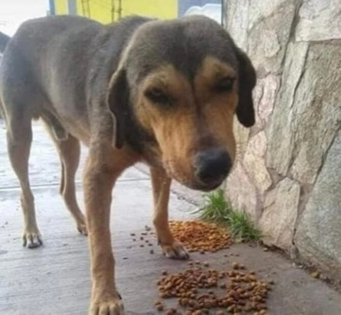 Sujeto mata con un hacha a perrito en Los Mochis; alistan protesta por maltrato animal 