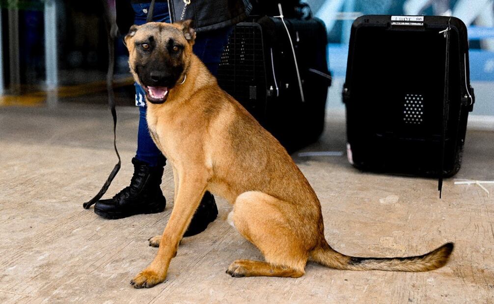 Lupi, perro antinarcóticos donado por EU para la seguridad de Campeche. Foto: Embajada de EU