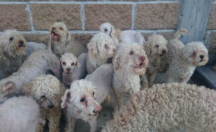 Rescatan a 33 perros abandonados en Puebla