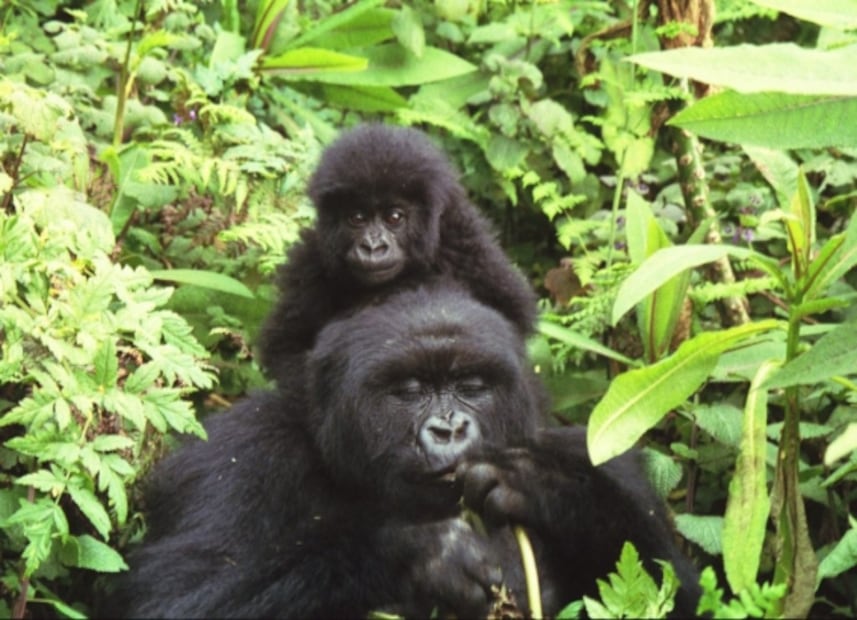 Cuáles son los 10 países más seguros para viajar en pandemia