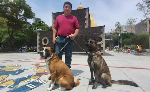 Alcaldía Cuauhtémoc y Secretaría de Salud CDMX realizan jornada gratuita de esterilización y vacunación antirrábica de perros y gatos; ¡toma nota!