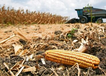 Fallo de panel de EU y Canadá contra México por maíz transgénico será hasta noviembre del 2024