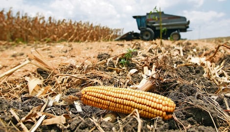 Fallo de panel de EU y Canadá contra México por maíz transgénico será hasta noviembre del 2024