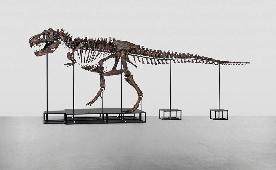 Una foto del folleto disponible por la casa de subastas Koller muestra un esqueleto de Tyrannosaurus-Rex que data de hace 67 millones de años. Foto: AFP