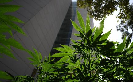 Senado no aceptará los cambios de la Cámara de Diputados a minuta sobre marihuana: Monreal