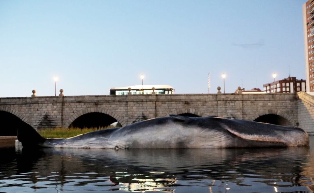Un cachalote apareció varado en el centro de Madrid. 