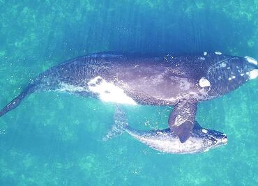 Ballenas: Cómo se las ingenian para pesar a los animales más grandes de la Tierra