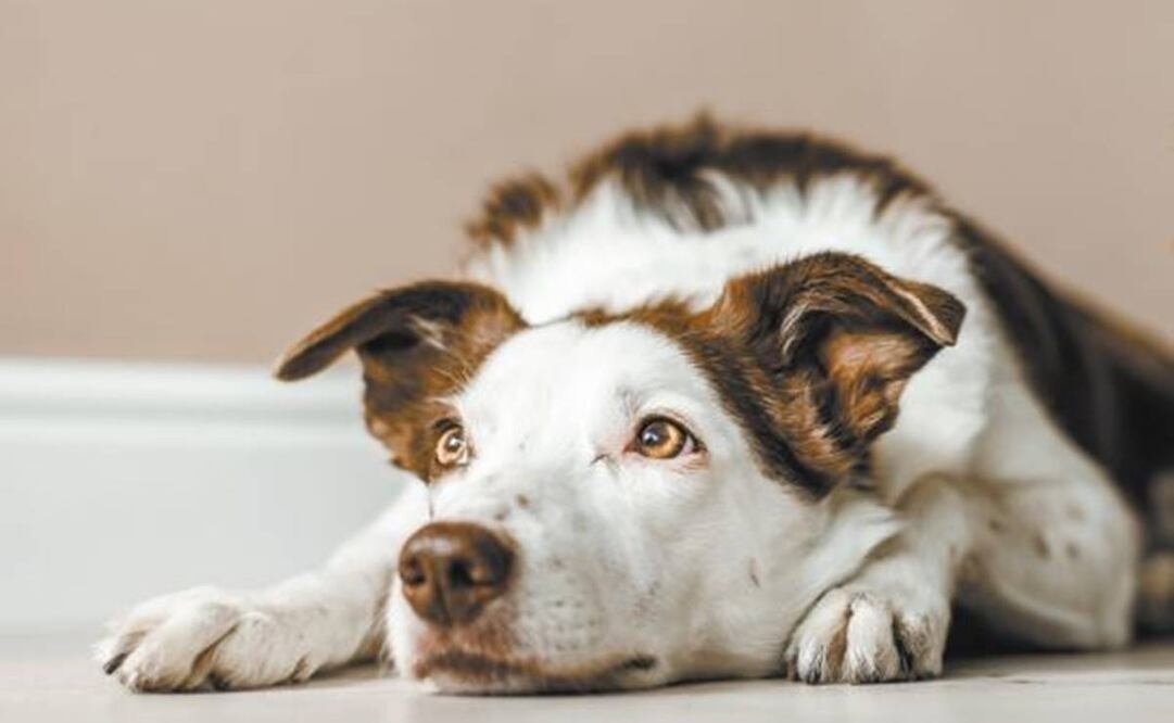Esta patología puede provocar que el animal permanezca inmóvil, como si estuviera viendo al infinito. Foto: ISTOCKPHOTO.