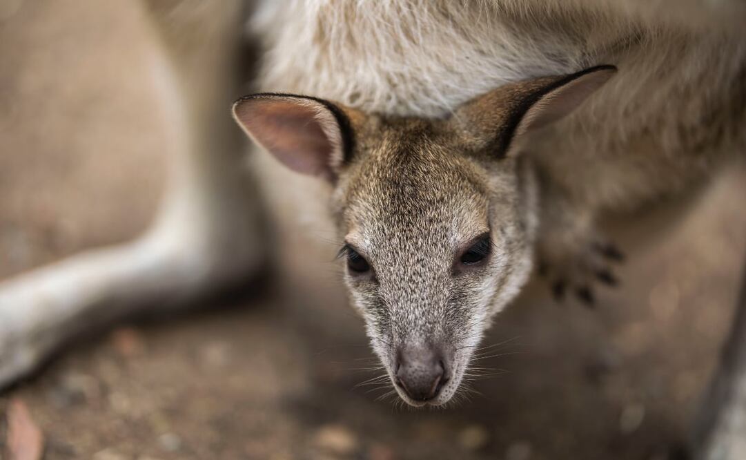 El canguro bebé fue captado en un vuelo de Carolina del Norte a Virginia, en Estados Unidos. Foto: Unsplash. Aneta Foubikova