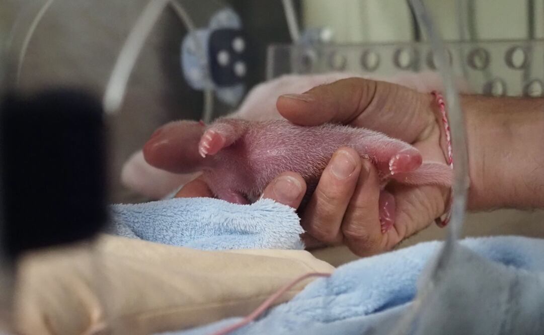 Las oseznas nacieron poco después de la una de la madrugada, según el Zoo de Beauval. Foto: AFP