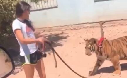 Captan a mujer paseando a tigre de bengala en calles de Sinaloa