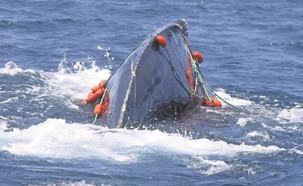 Pide Global Fishing a México colaborar contra la pesca ilegal