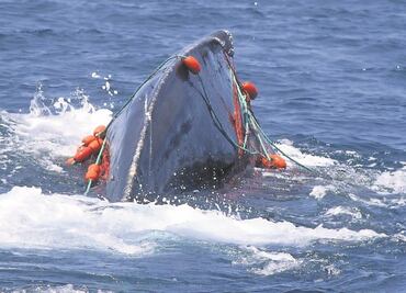 Pide Global Fishing a México colaborar contra la pesca ilegal