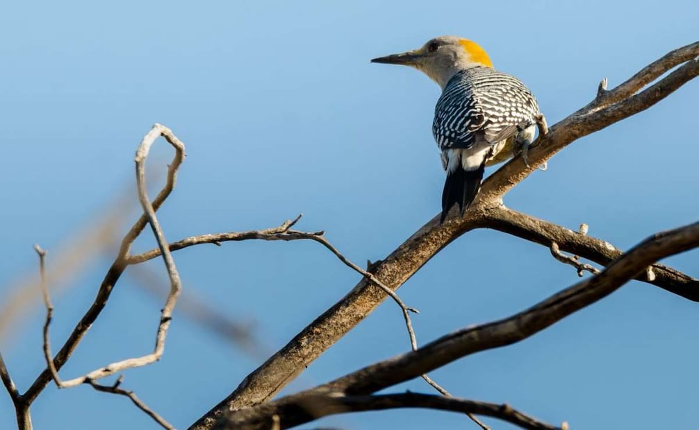 Ayuntamiento de Aguascalientes adquiere terrenos de La Pona; impulsará su declaratoria como área natural protegida.
Foto: Especial.