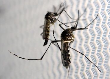 La vagina es un "nicho" para el zika, según un estudio