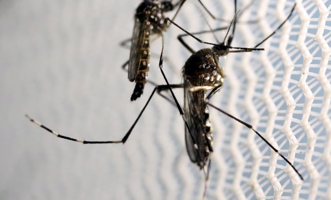 El zika es un virus que se transmite por la picadura de mosquitos vectores del género Aedes. (FOTO: Archivo/EL UNIVERSAL)