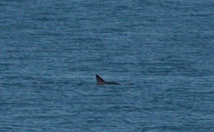 Aún hay esperanzas, avistan a seis vaquitas marinas