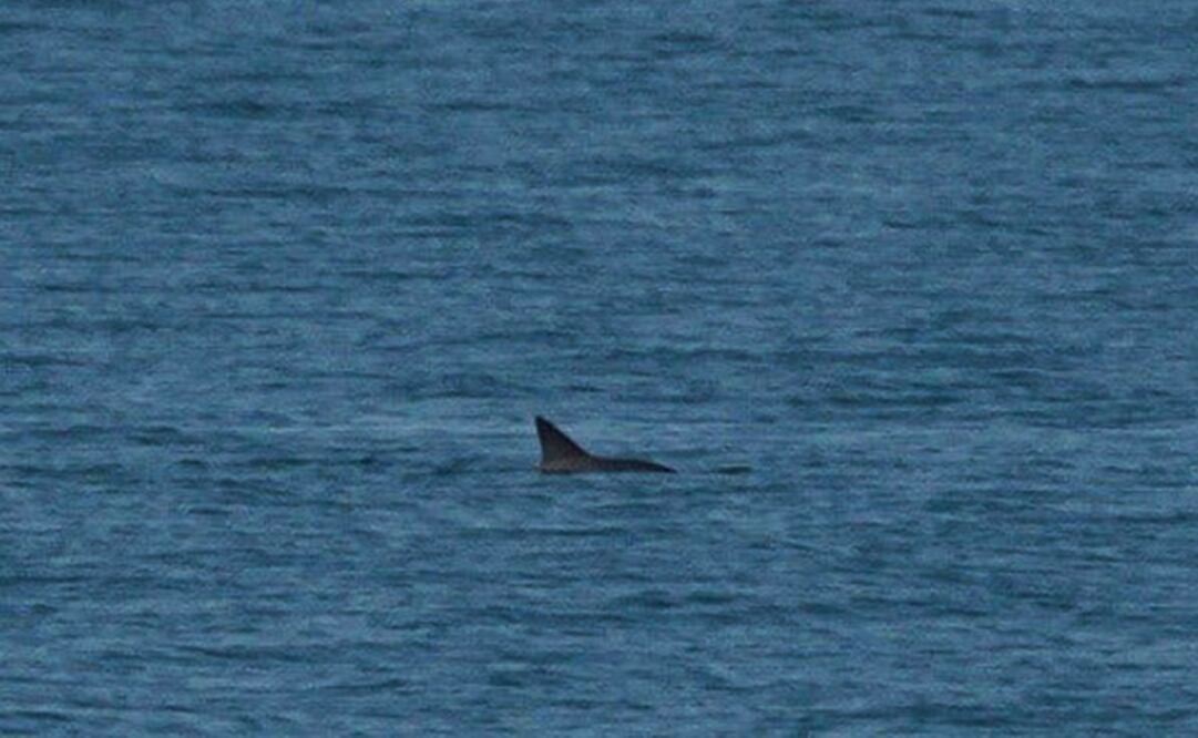 Foto: Museo de la Ballena 