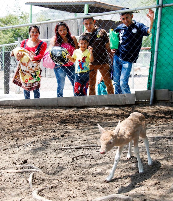 Nacen dos gamos en Parque Ecológico Ehécatl