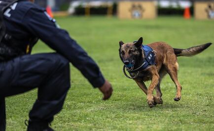 Unidad canina refuerza operativos de seguridad en Ecatepec