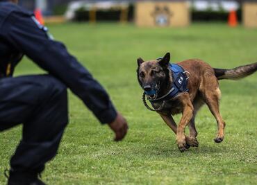 Unidad canina refuerza operativos de seguridad en Ecatepec