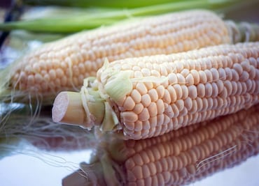Tras fallo a favor del maíz transgénico, México permitirá importación; busca prohibir su siembra en el país