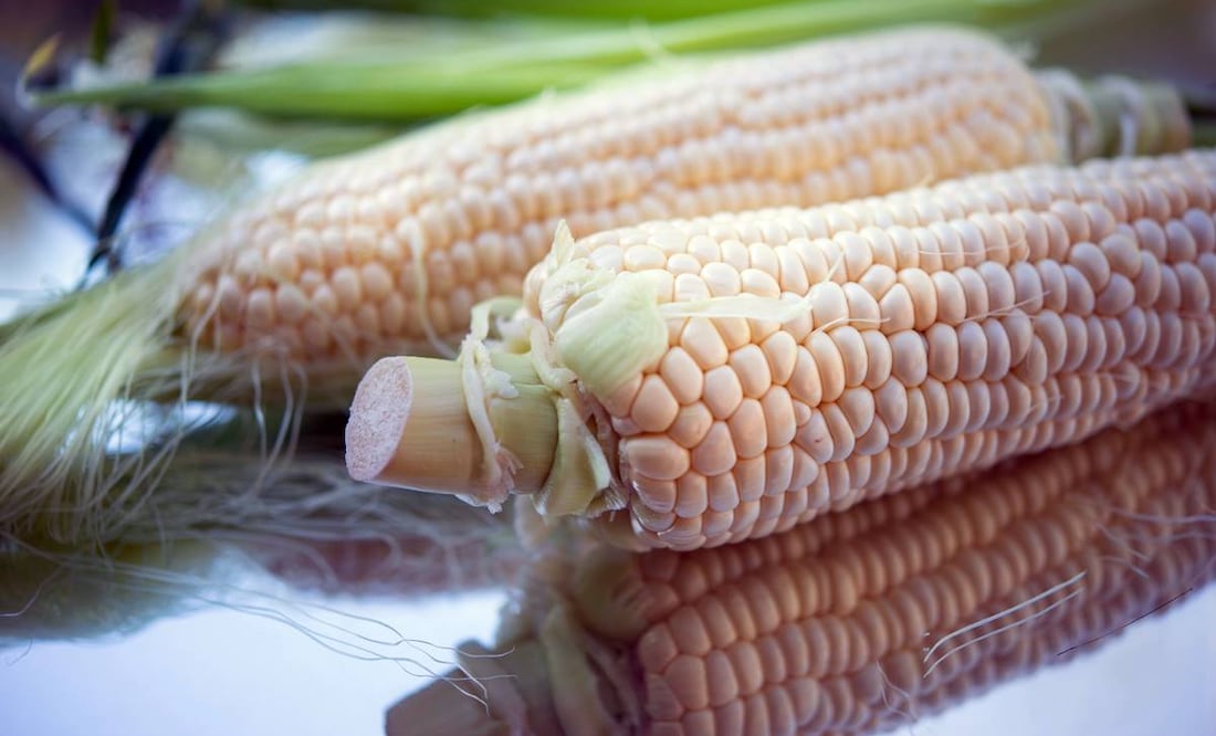 Tras fallo a favor del maíz transgénico, México permitirá importación; busca prohibir su siembra en el país | El Universal