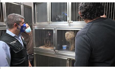 Alcaldía “apadrina” gastos de perritos rescatados en la Miguel Hidalgo