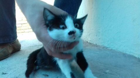 Descubre que su amigo es torturador de gatos