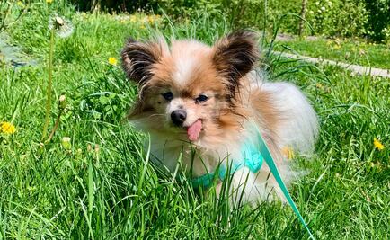 Muere Lazare, el perro considerado como "el más viejo del mundo"; tenía 30 años de edad