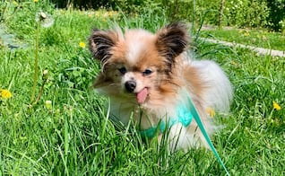 Muere Lazare, el perro considerado como "el más viejo del mundo"; tenía 30 años de edad