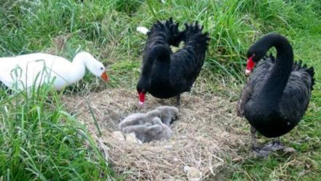 Muere Thomas, el ganso bisexual y amoroso