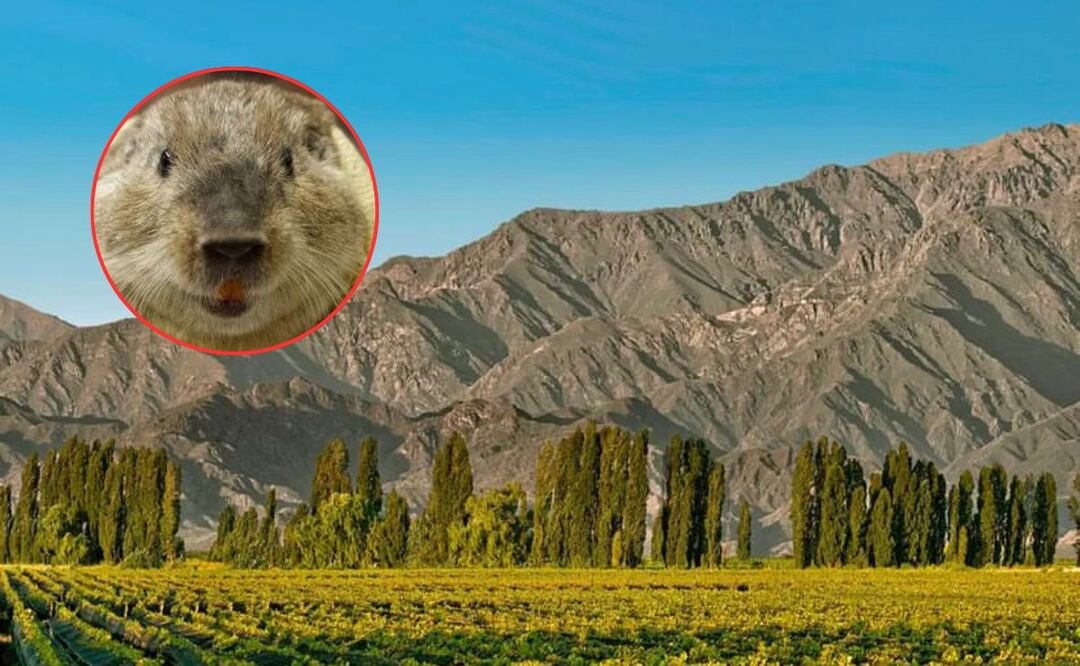 Científicos descubren nueva especie de roedor en Argentina. Fuente: Instagram @bodegaargento