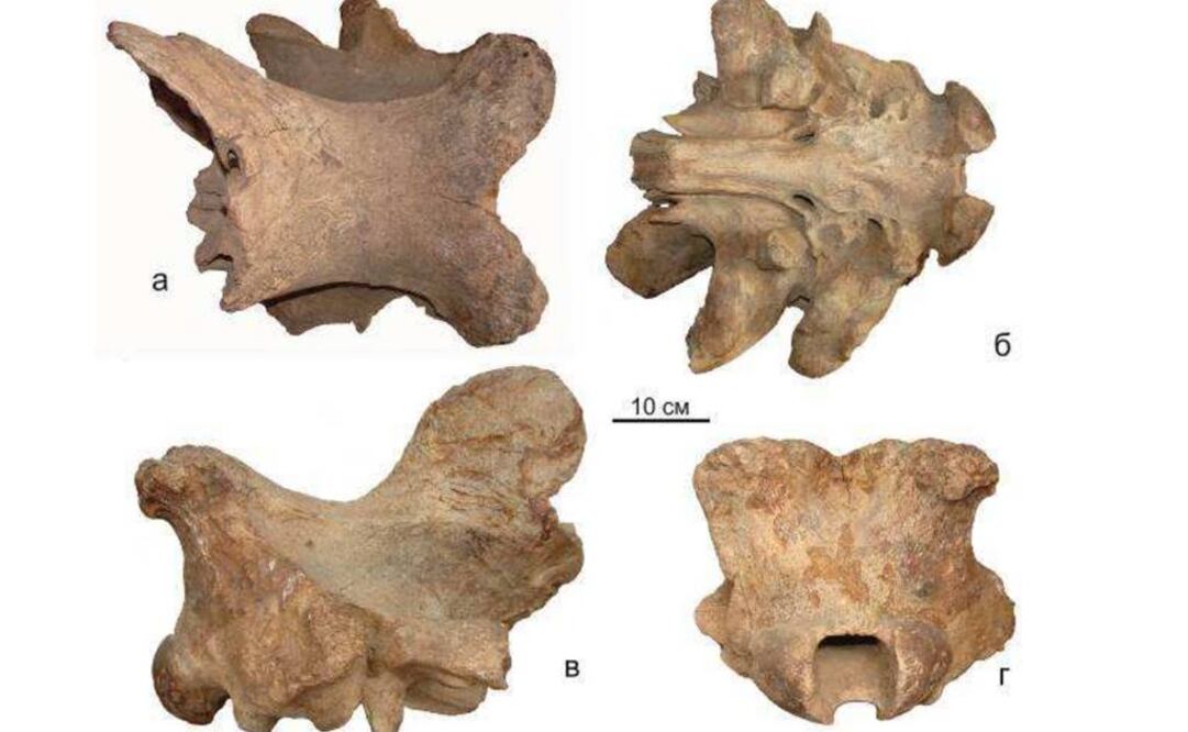 Un cráneo encontrado en Kazajistán retrasa la extinción del "Unicornio Siberiano" en cientos de miles de años. Foto: American Journal of Applied Sciences