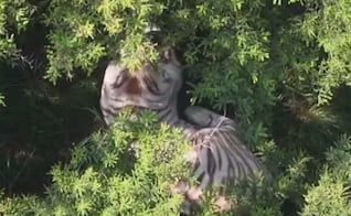 VIDEO: Tigre escapa de un centro de resguardo en el Edomex; es localizado con ayuda de drones