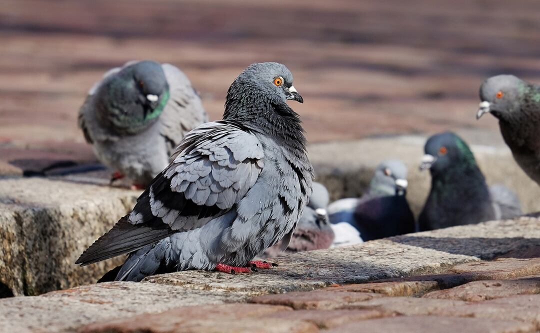 Centenares de palomas se amontonan en el patio cada vez que la mujer da de comer. Foto: Ilustrativa. Pixabay
