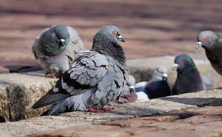 Multan a mujer en España por darle de comer a centenares de palomas desde su casa