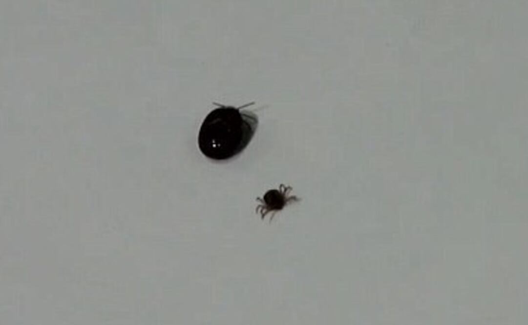 Foto tomada de video