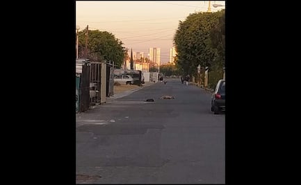 Denuncian envenenamiento de perros en Ciudad de Puebla
