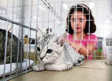 Proponen cárcel para quien maltrate animales