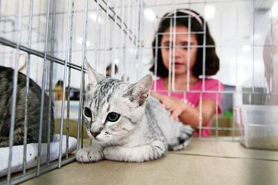 Proponen cárcel para quien maltrate animales