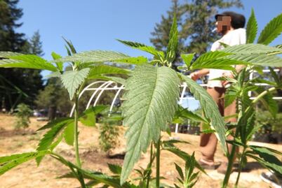 Crece en EU siembra de marihuana en parques