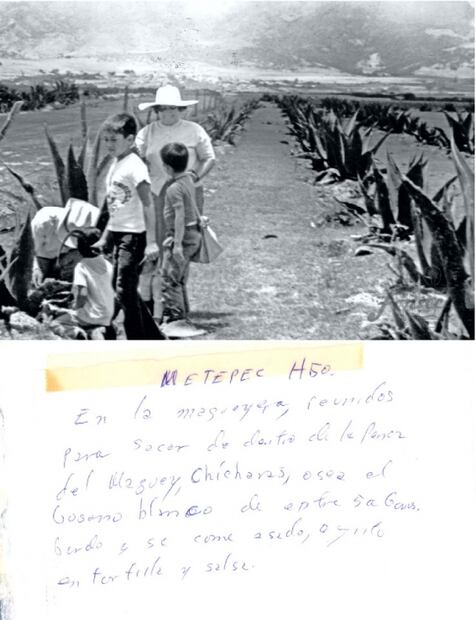 La planta de los paisajes mexicanos