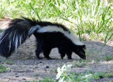 Secretaría de Salud de Zacatecas reporta caso de rabia en joven mordida por un zorrillo; es reportada como grave