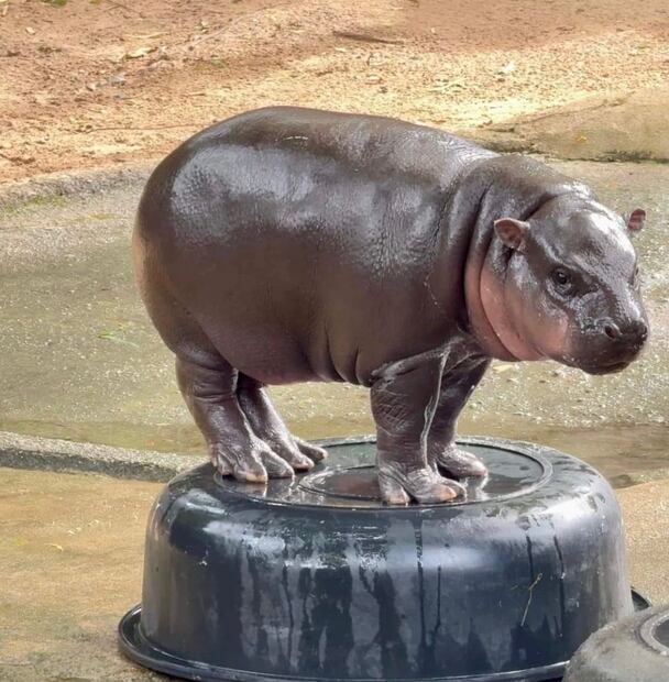 Moo Deng jugando escaló una tina y su hazaña se volvió viral. Foto: Instagram @khaokheow.zoo