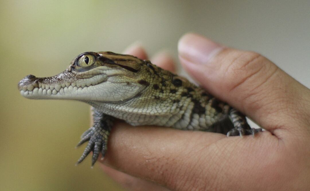 Reptile skin was used to make rugs, throne covers, and clothes for Aztec gods, rulers, warriors, and priests - Photo: File photo/EL UNIVERSAL