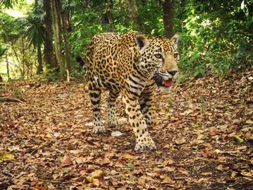Jaguar en peligro de extinción es asesinado en la huasteca potosina; exigen justicia y cumplimiento de la ley