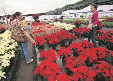 Garantizan abasto de flor de Nochebuena para esta navidad