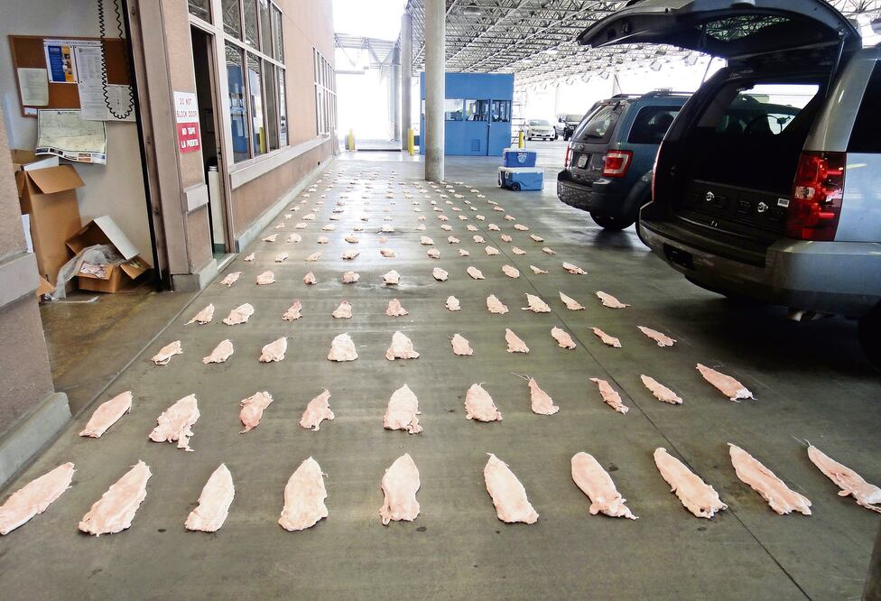 Autoridades reconocen que en el tráfico de totoaba está la mano de cárteles como el de Sinaloa y las mafias chinas. En la imagen, un decomiso de buches realizado en 2013, en Caléxico, EU (ARCHIVO EL UNIVERSAL)